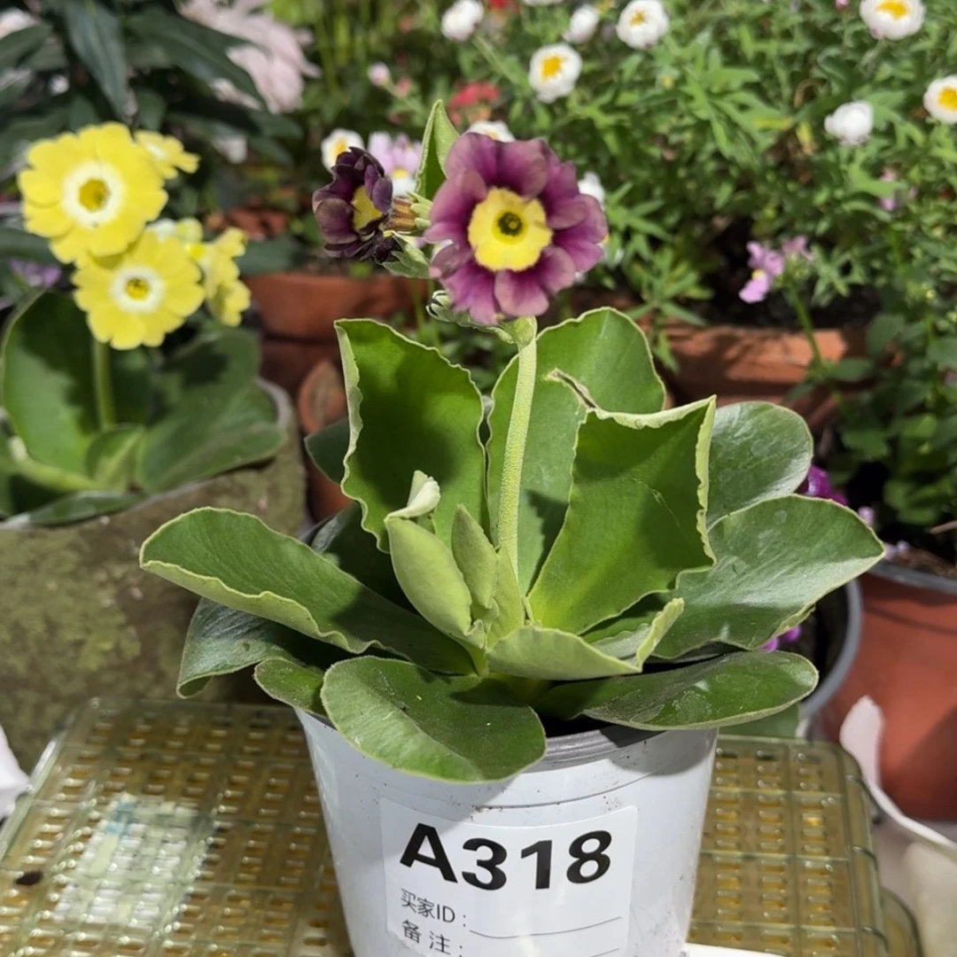 一物一拍耳叶报春A318