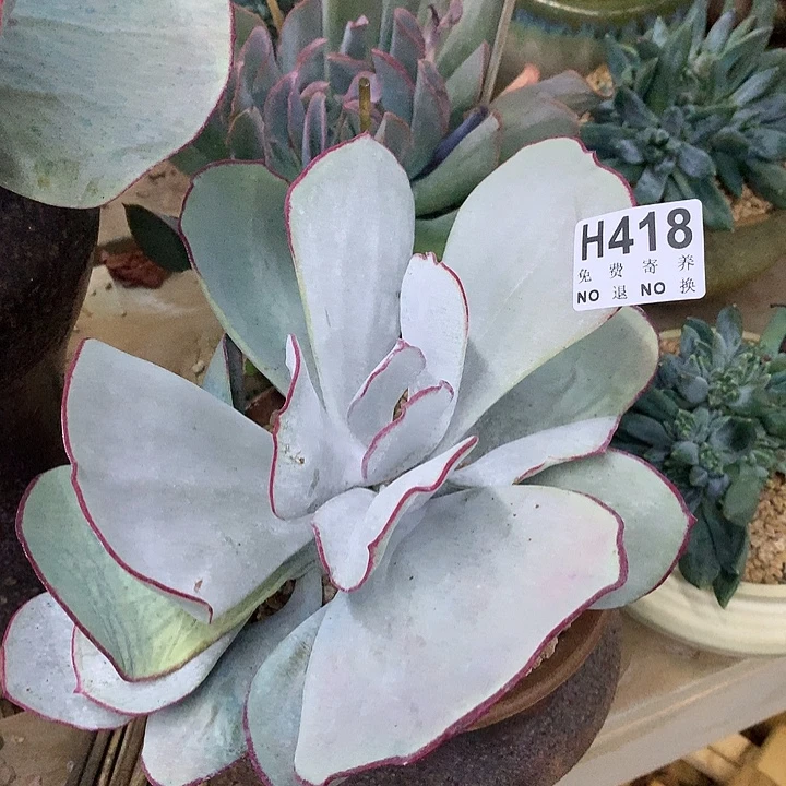 白眉老桩 非偏远38包邮、节后发