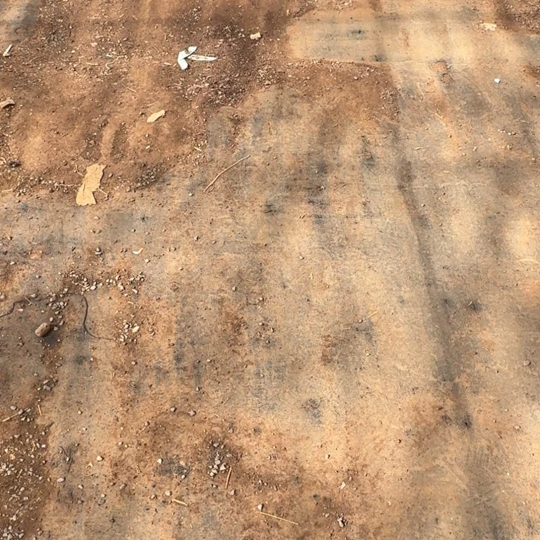 三颗45号珍妮苗子25-104量拍