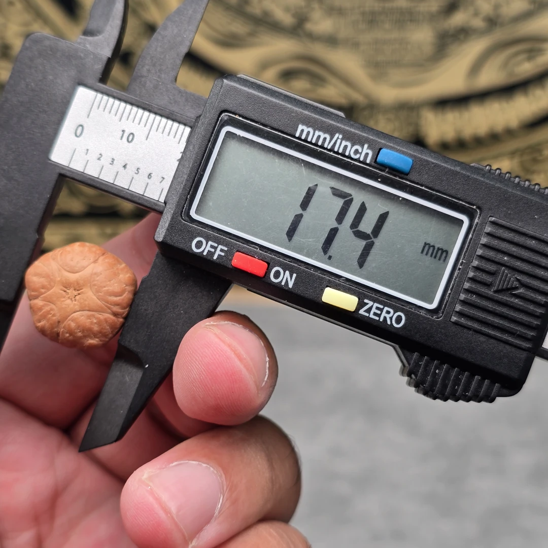 尼泊尔凤眼菩提五星尺寸17一物一图