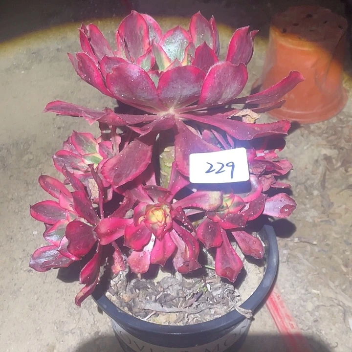九***秋法师植物魅影法师229