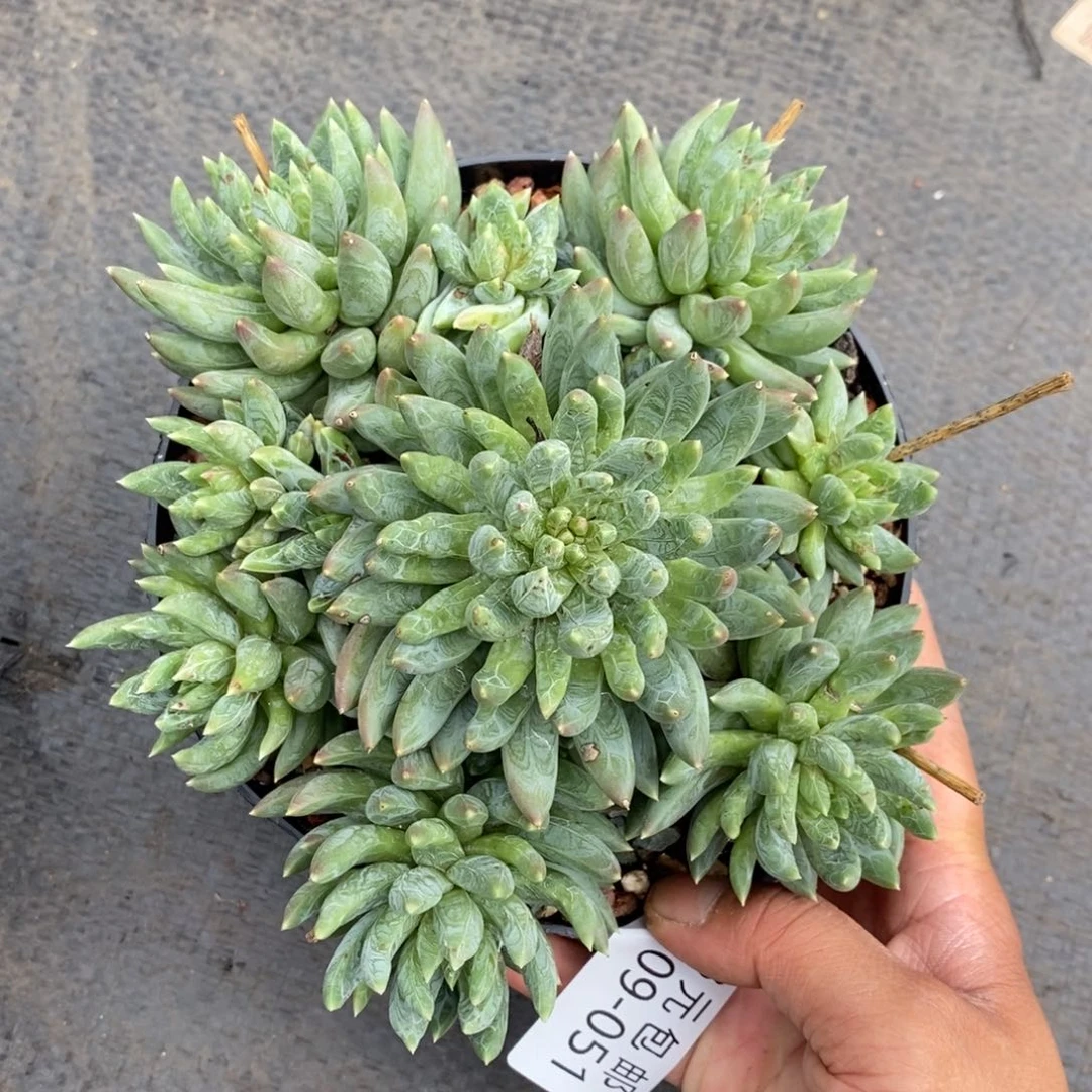 夏悦多肉0709-51炫彩星