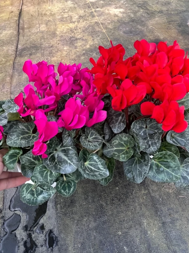 【阳光红➕妖精紫】（120盆）仙客来室内观赏花卉