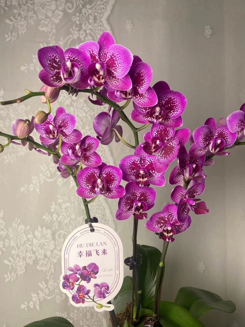 蝴蝶兰【小孔雀】双花剑 稀有 欧品  室内花花 广州基地直发