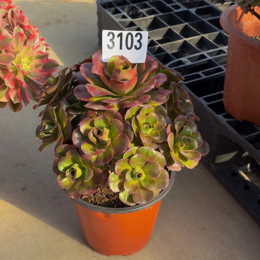 无花朵3183美金玫瑰1111111