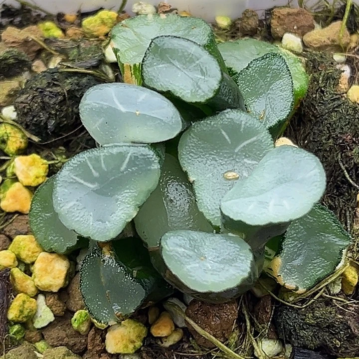 112欧大宝万象锦头家多肉十二卷