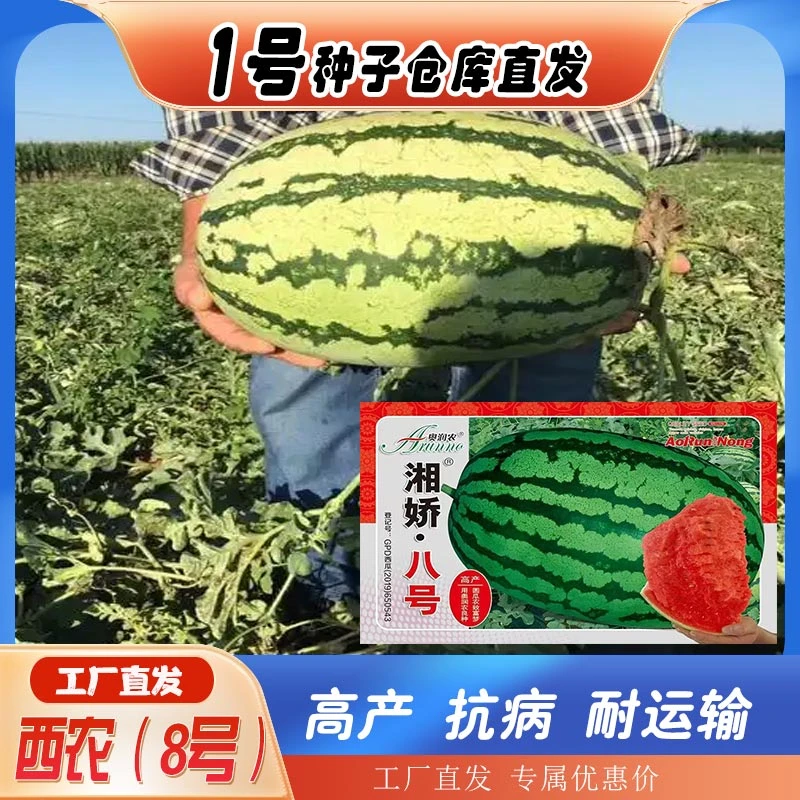 高产西农八号西瓜种子特大懒汉甜王西瓜种籽超甜四季田园水果种孑