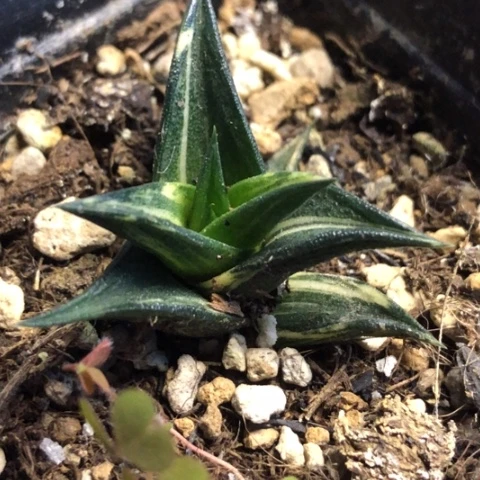 龙城锦带盆发货哈哈哈哈