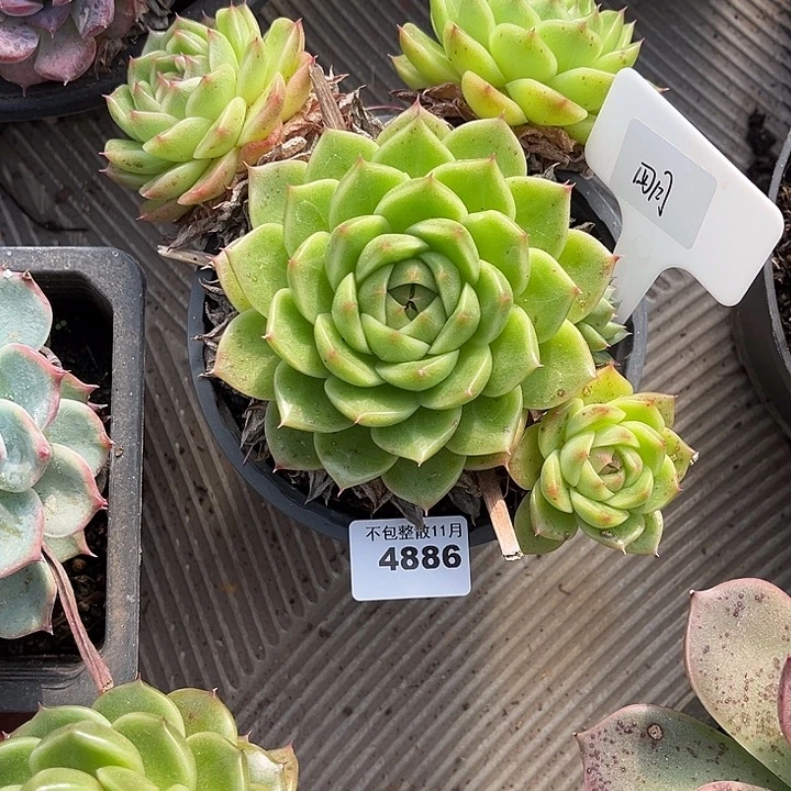丨***月阿雅园艺。     4886