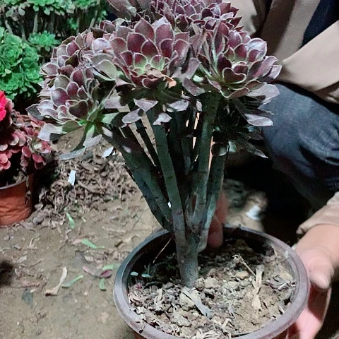 灰法师盆栽植物95