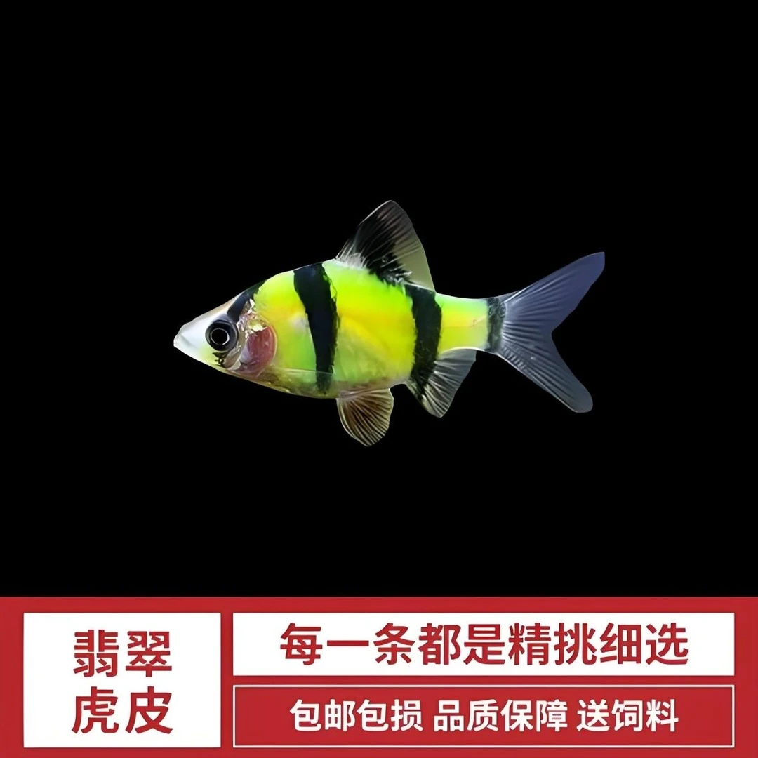 翡翠虎皮新手热带鱼观赏鱼小型淡水好养翡翠虎皮养活游鱼