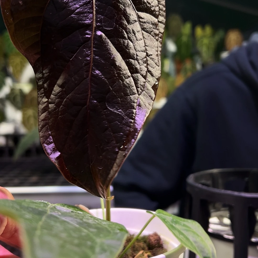 完全开放女王之心