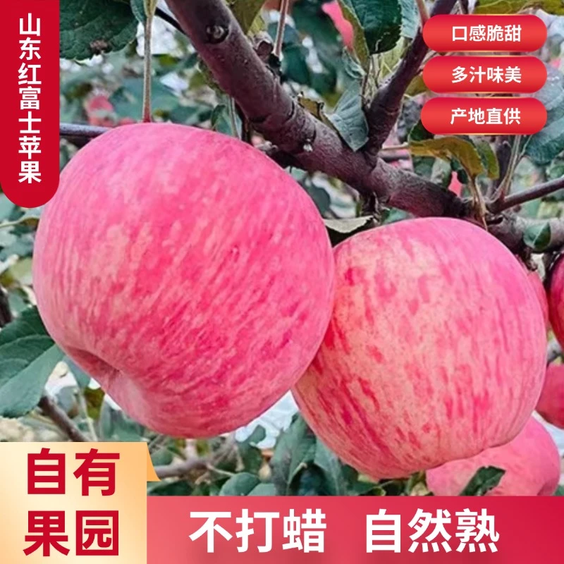 （买3斤送2斤）正宗红富士苹果脆甜多汁产地直发新鲜水果