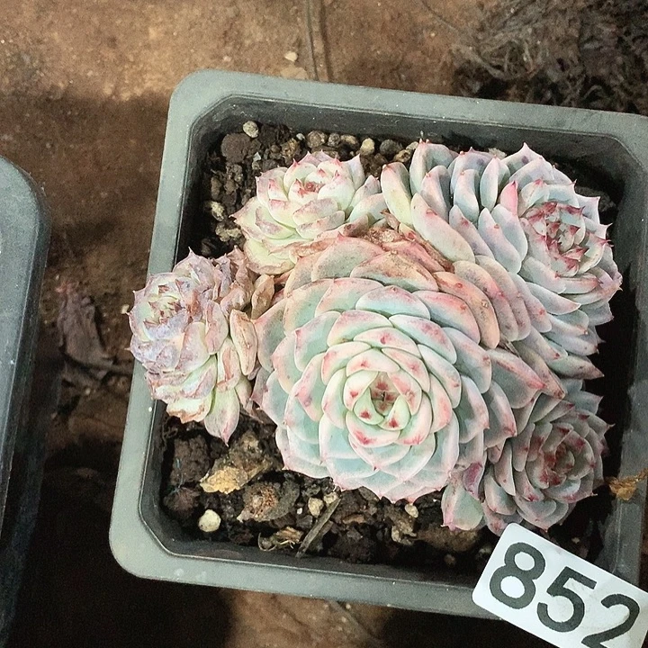 852天鹅绒一物一拍多肉