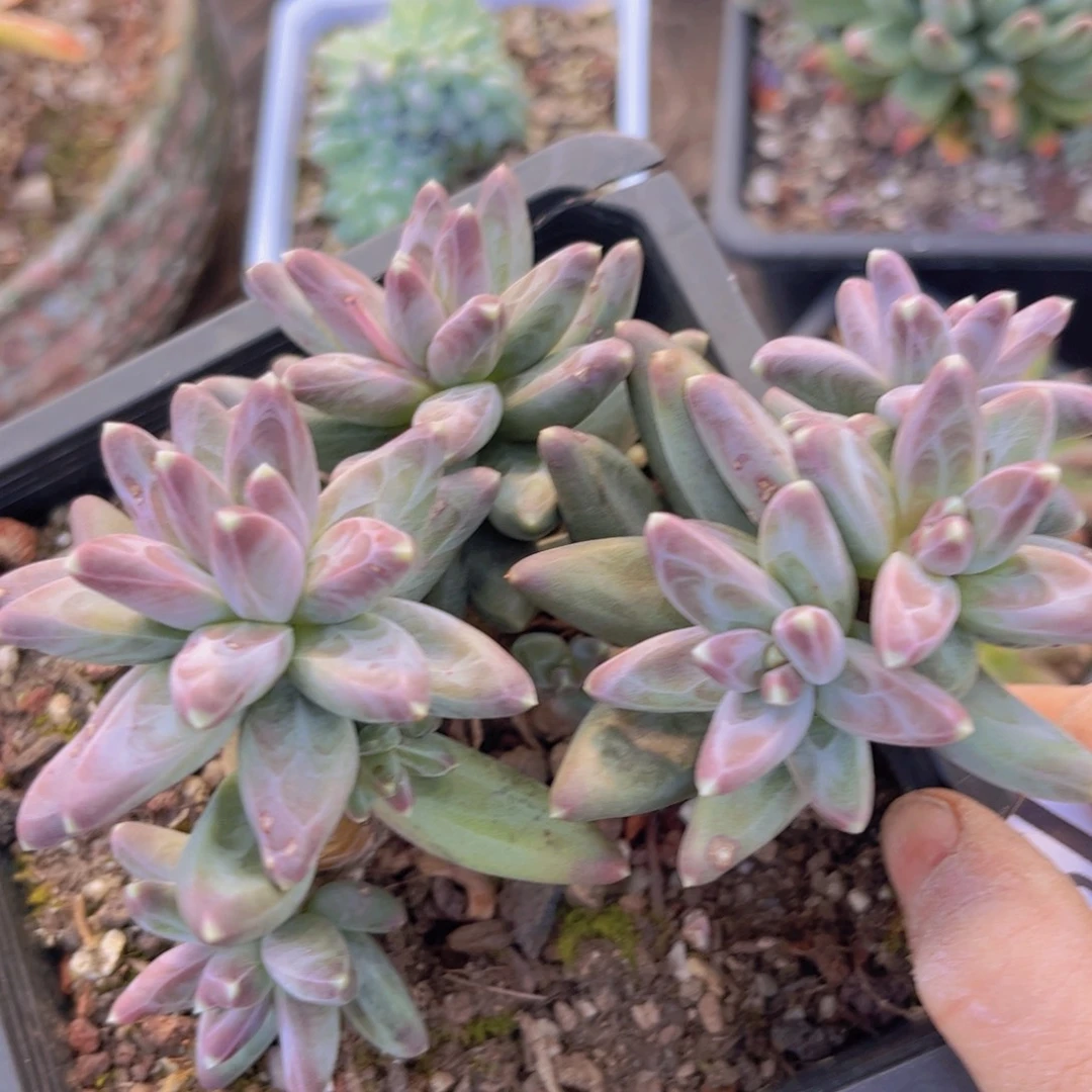 凤羽2993多肉植物