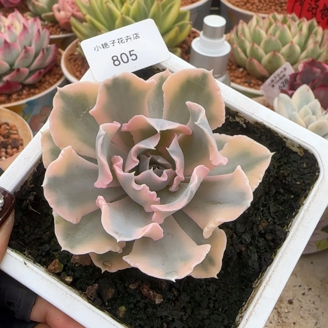 805利比里亚锦多肉