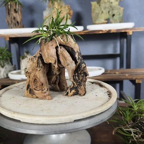 完全开放风兰附木