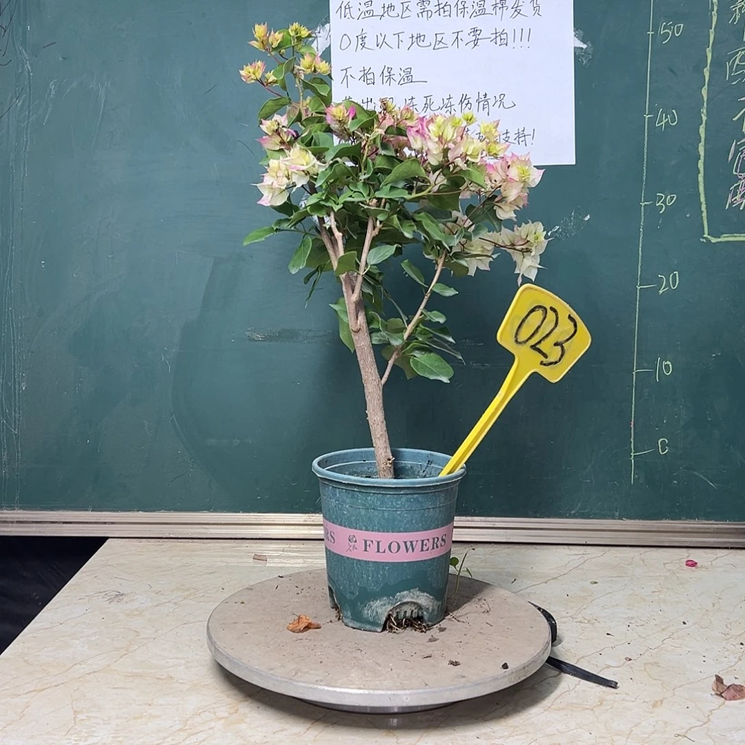 完全开放怡锦 023