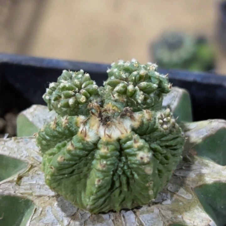 无花朵老花笼群191