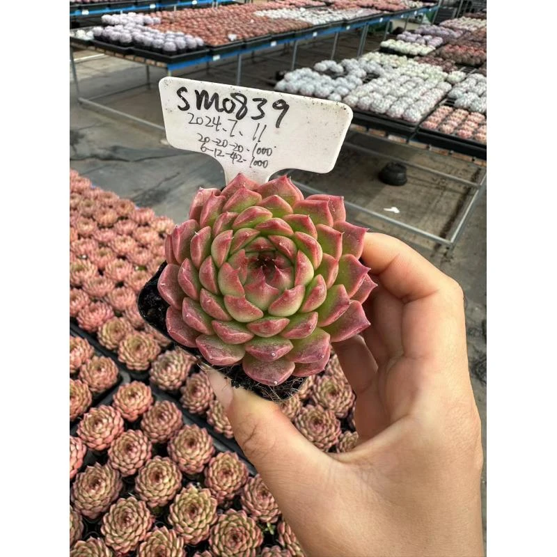 7#糖油粑粑 多肉植物  前男友精品多肉 SM0839