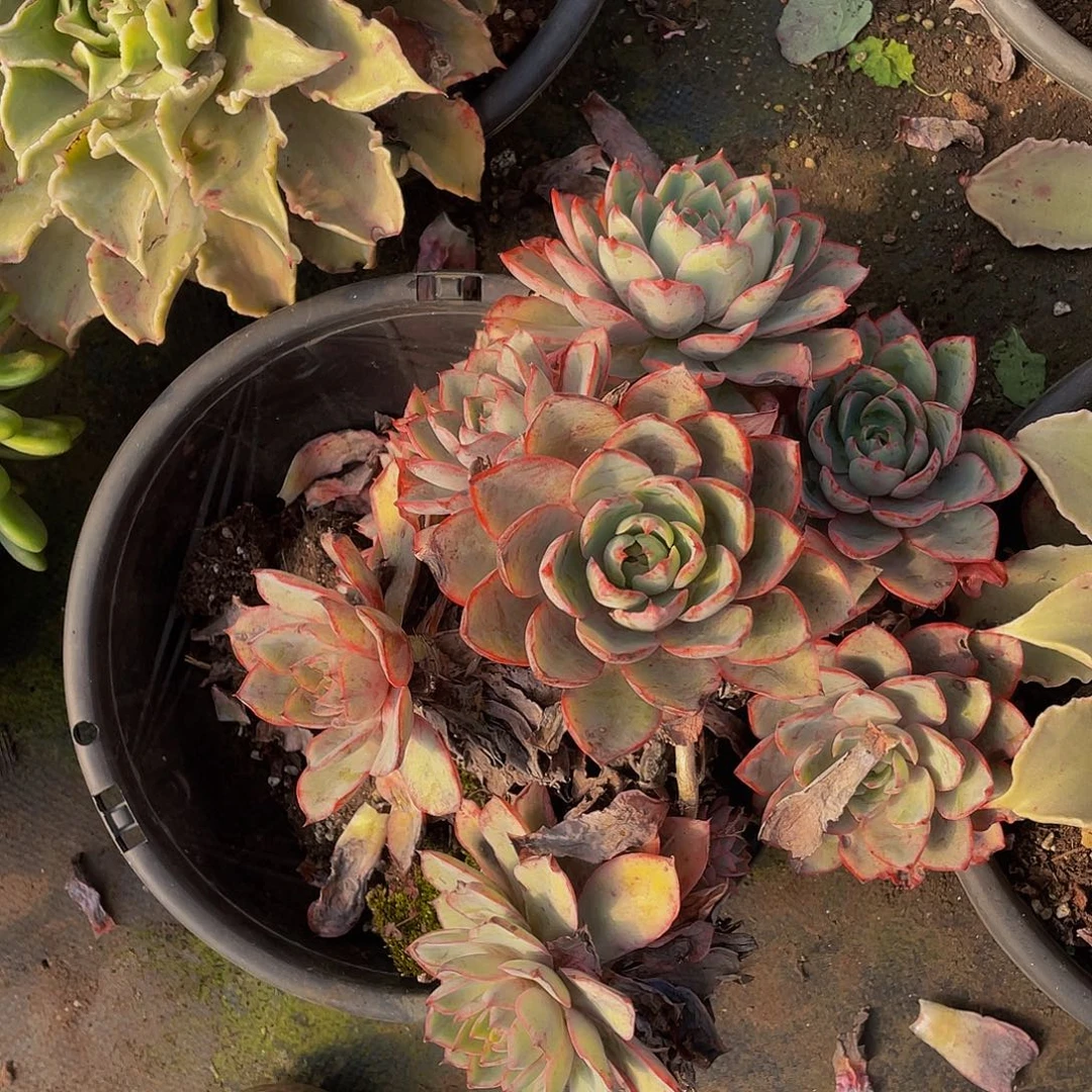 赫拉特价19.8多肉无砍，不售后