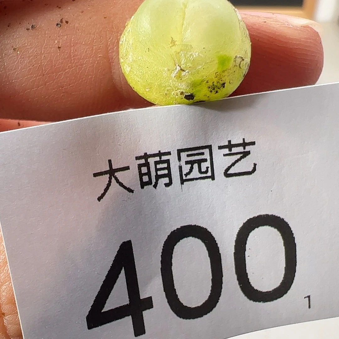 0000400 一物一拍……