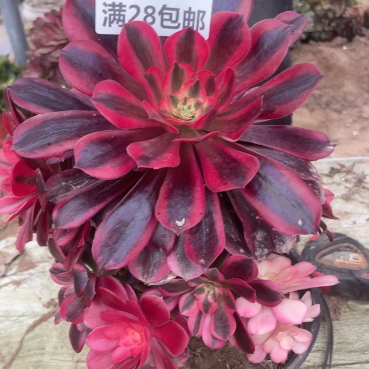 3243二号棚蛇毒美杜莎A
