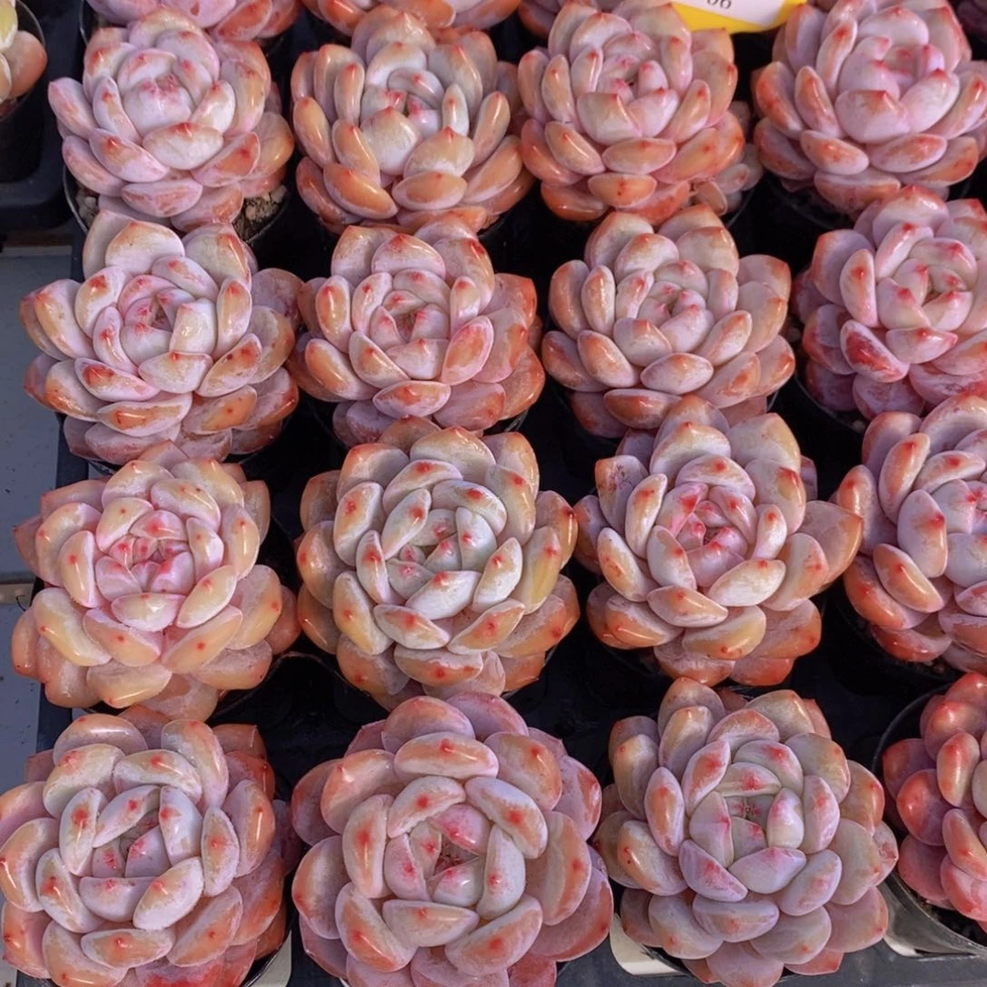 1-06-M精品石榴籽星影单头两个