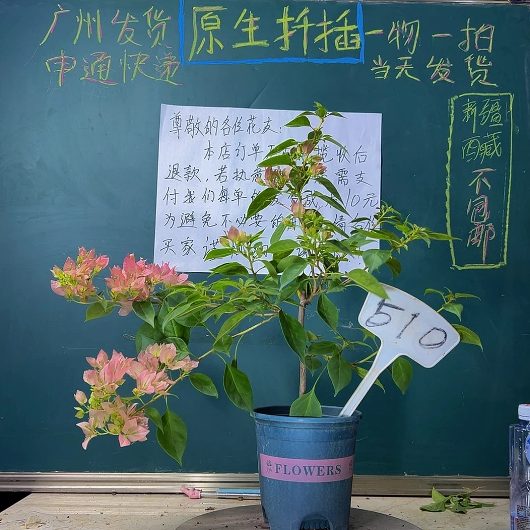 当前无花栽培后可以开花下播  暗斑水晶 510