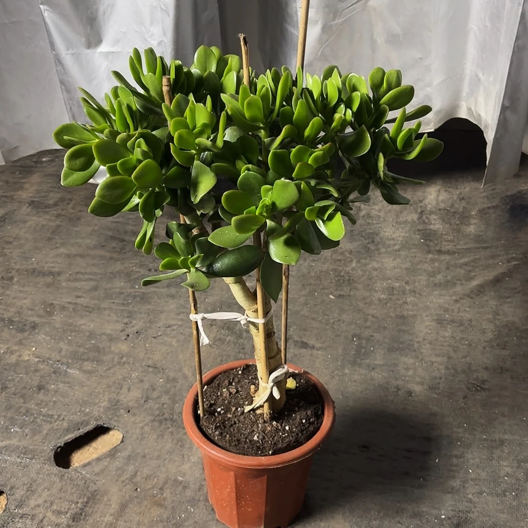 ~***~0588青叶玉树带土球发货