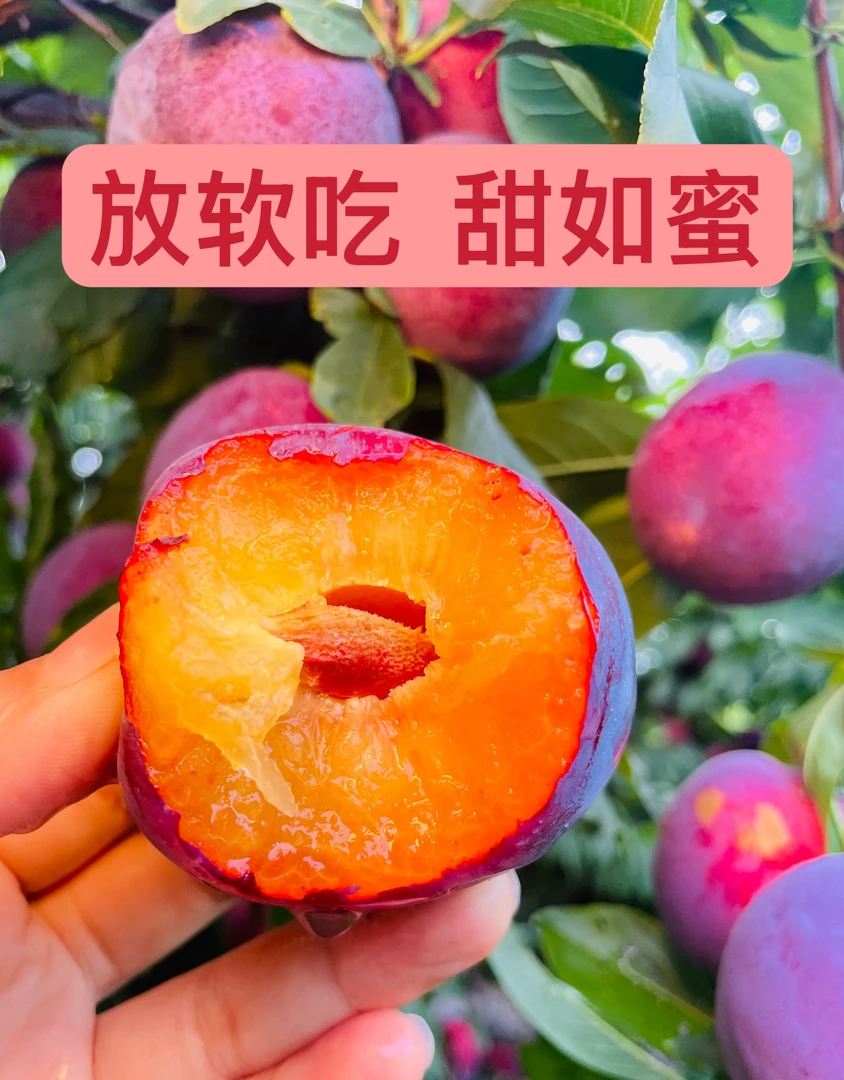 【京东-放软食用D】四川大凉山恐龙蛋李红宝石新鲜现摘当季水果李子