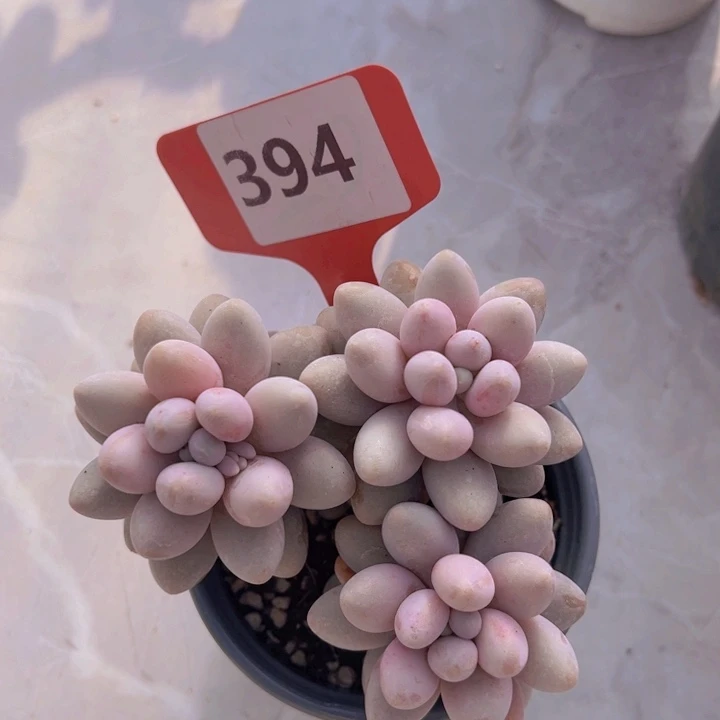 健健康康平平安安