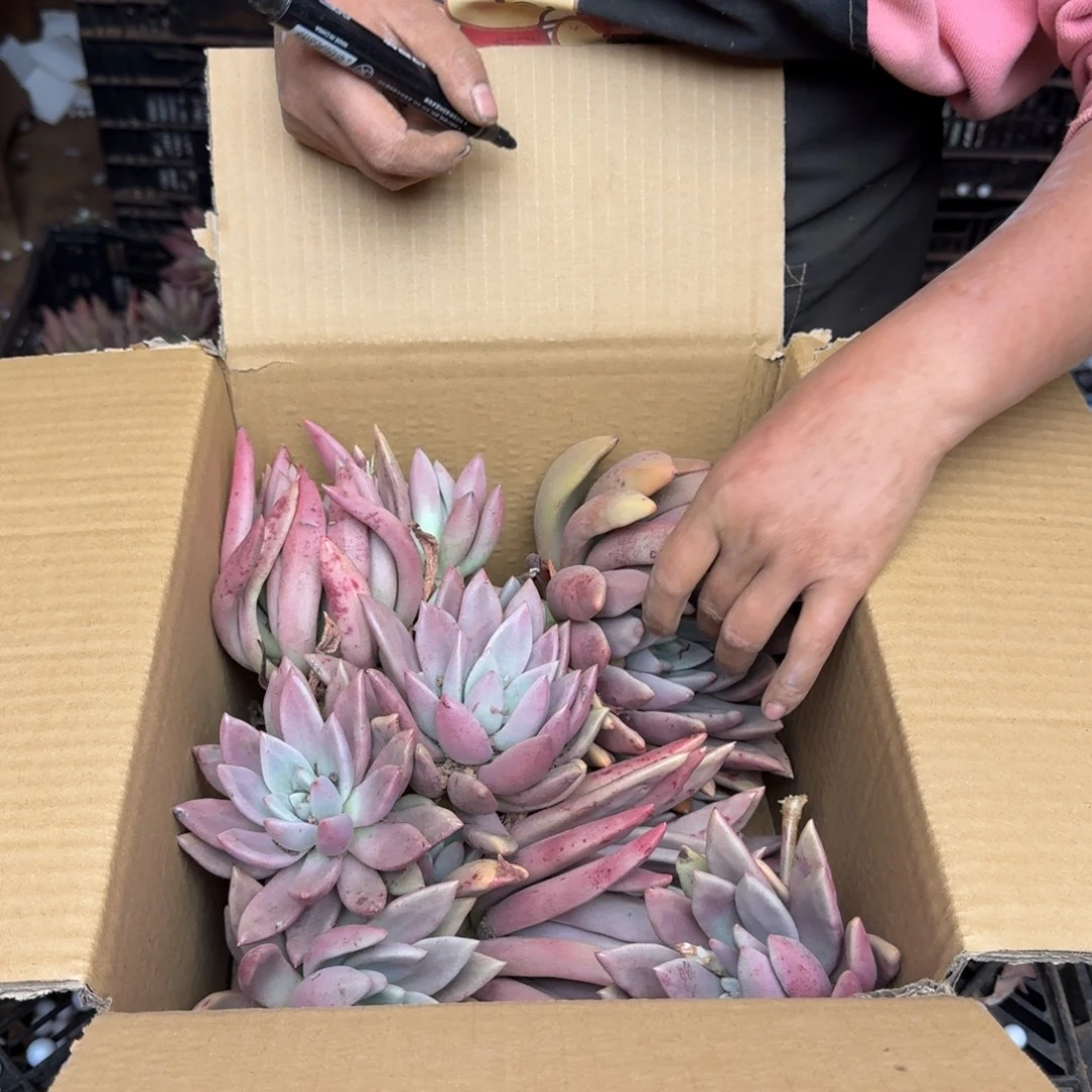 源***桃花源砍头 不包损1912