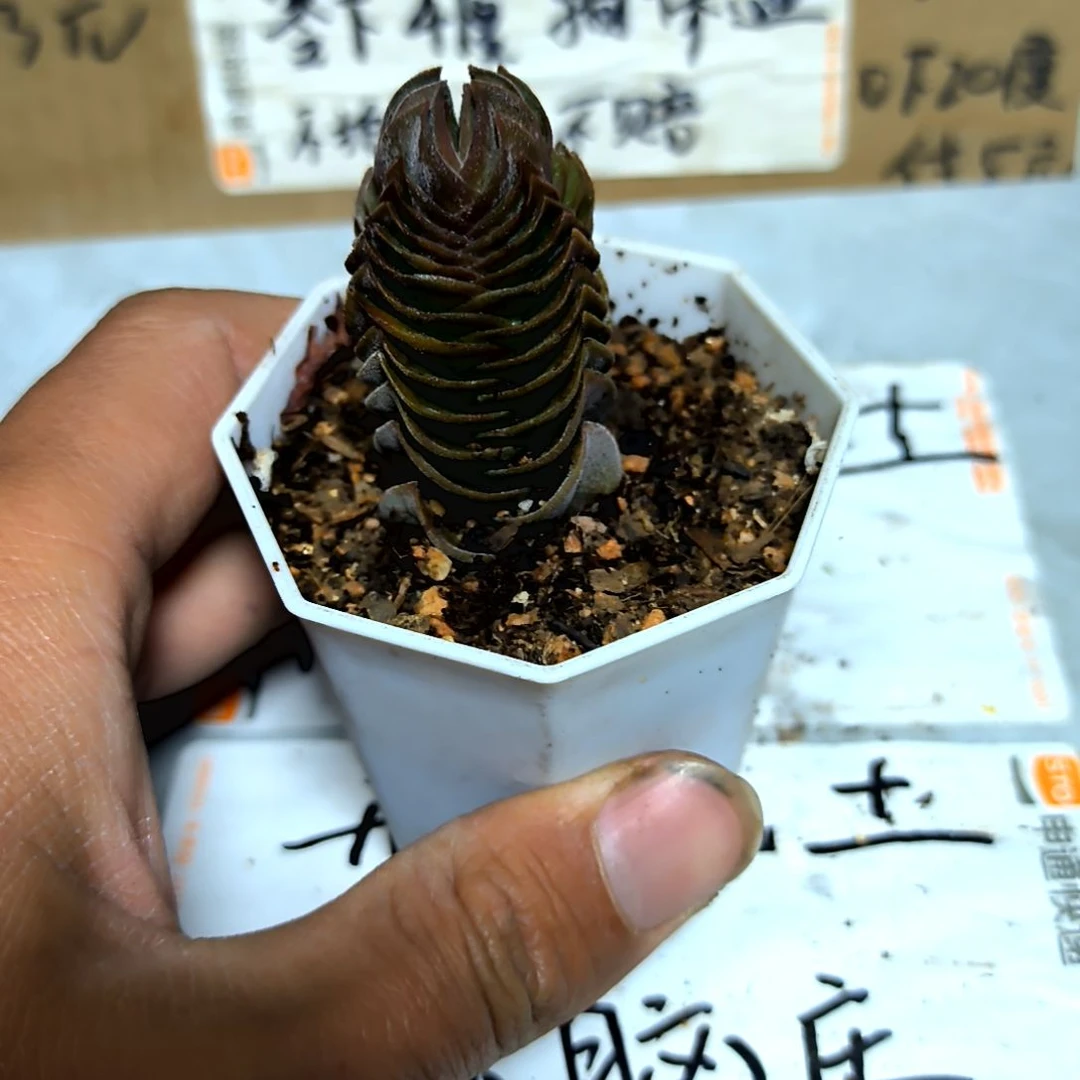 满6元包邮，方塔福利多肉