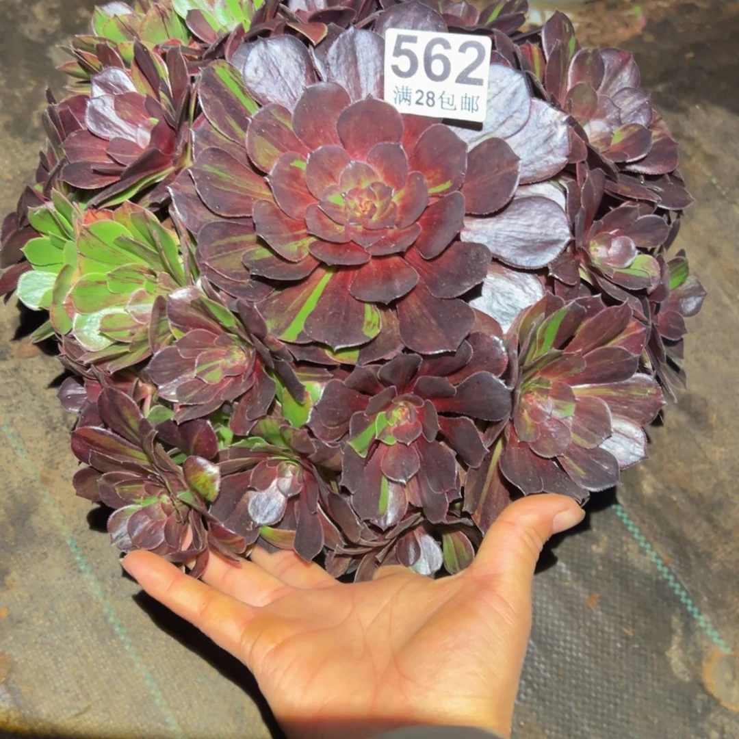 多肉植物562脱土的