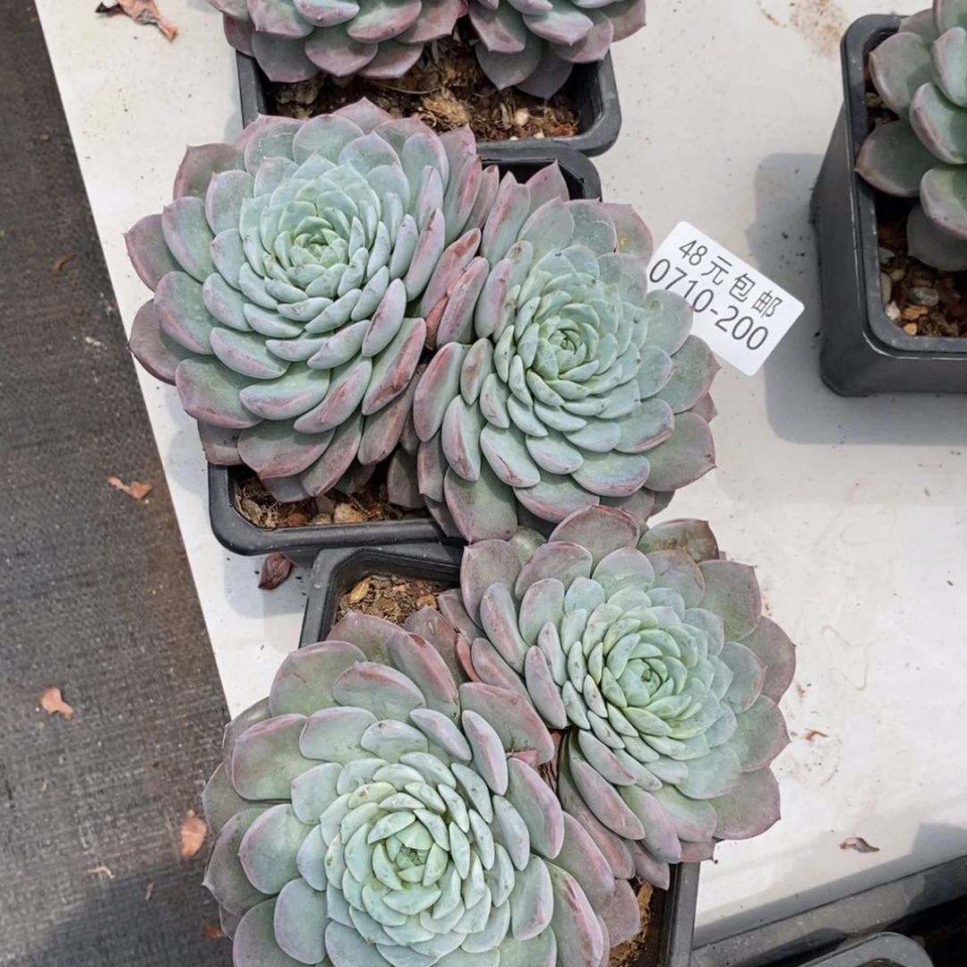夏悦多肉0711-200恩宠量拍