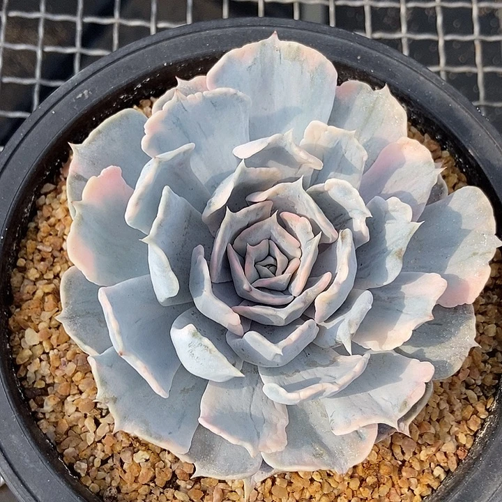 丽娜莲锦多肉植物