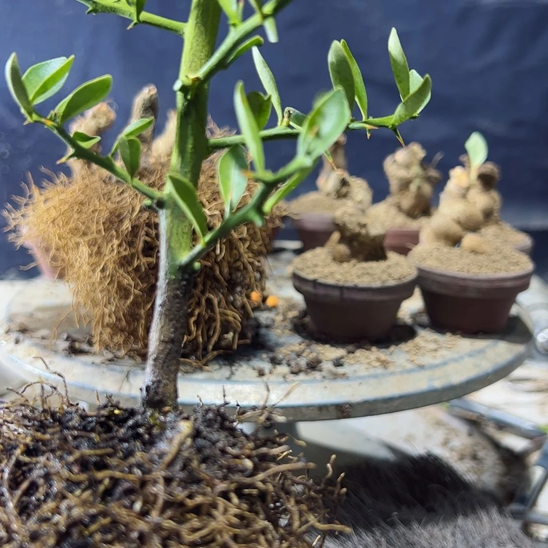 星***童趣味把玩diy小苗