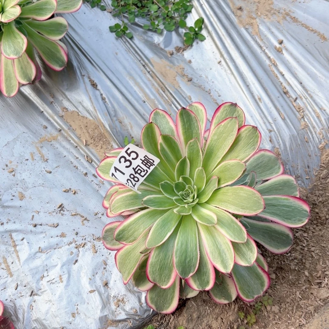 O. 7135孔雀翎多肉