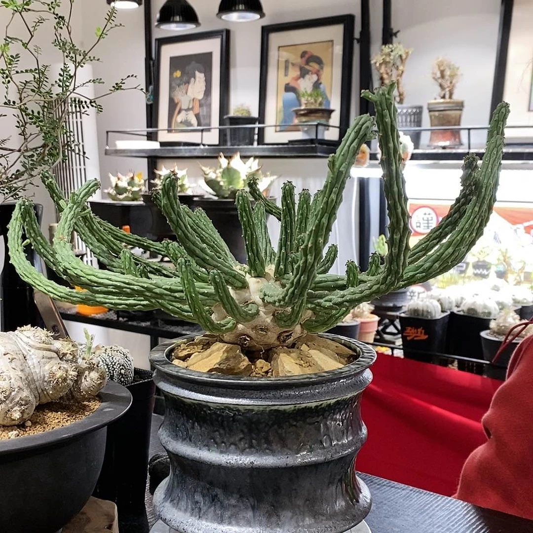 浓白九头龙大戟植物特殊不退不换