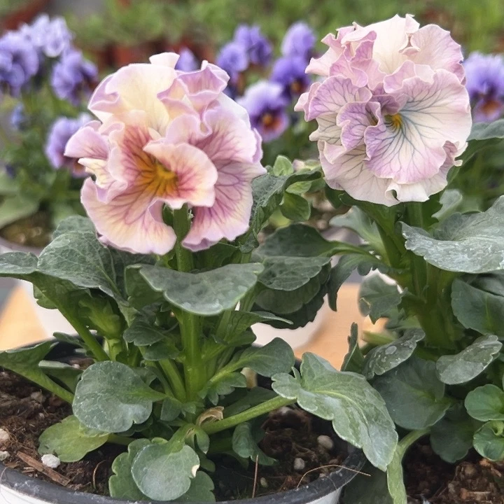 红陶抖音直播闪拍13-13