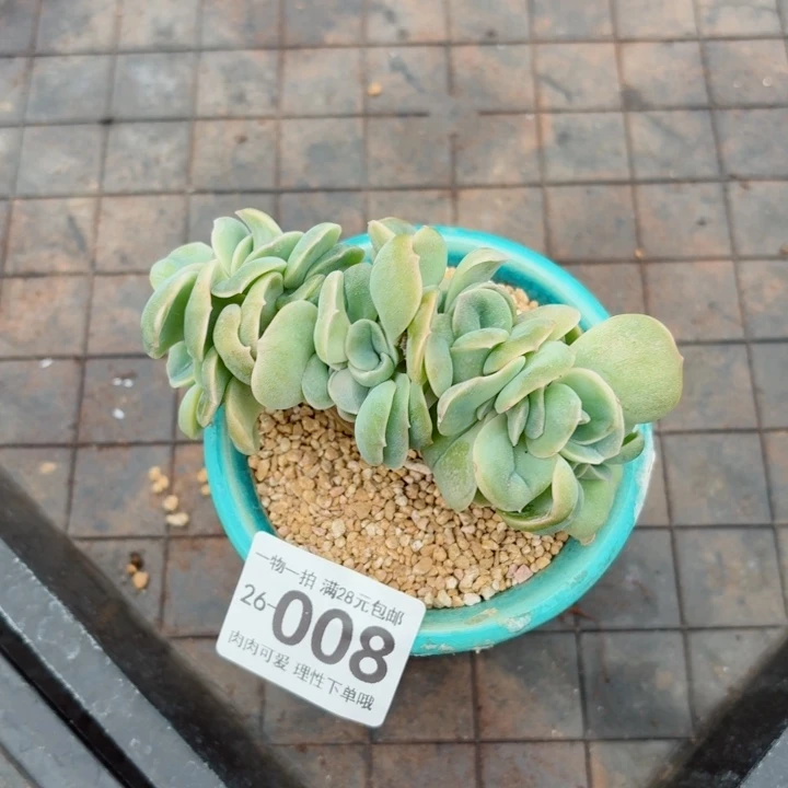 可爱玫瑰缀化无盆土发货