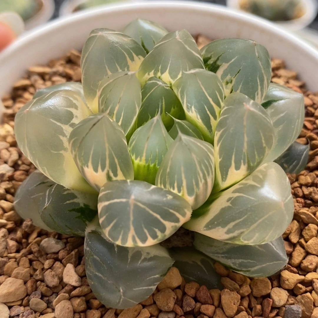 23糊斑水晶×冰川玉露锦