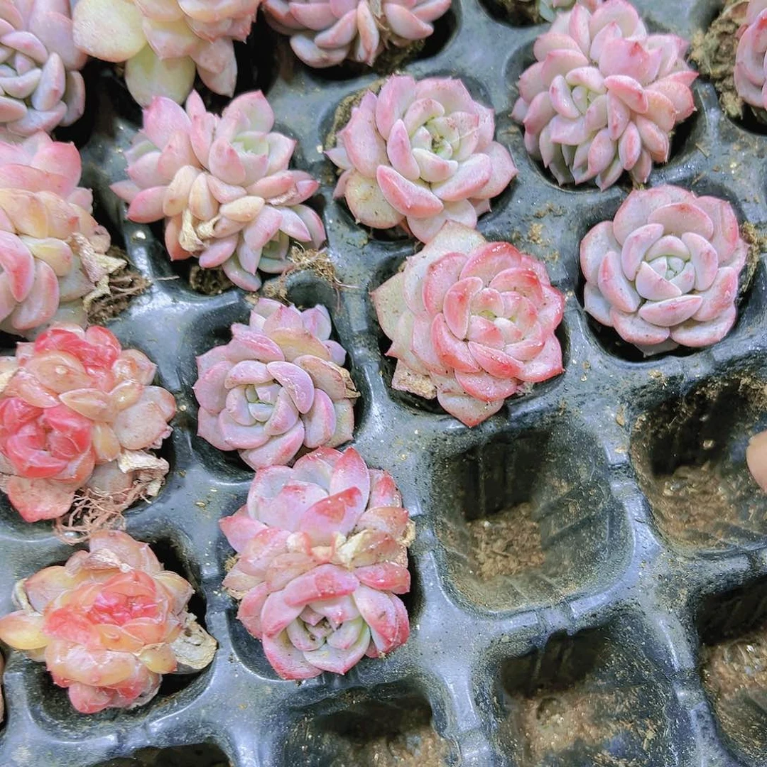 琥珀苗3个19包邮多肉