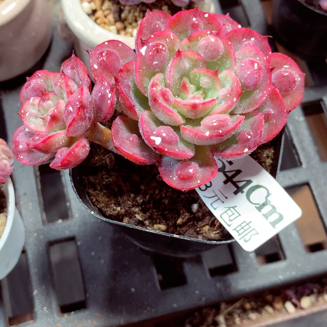 5厘米盆精控多肉544