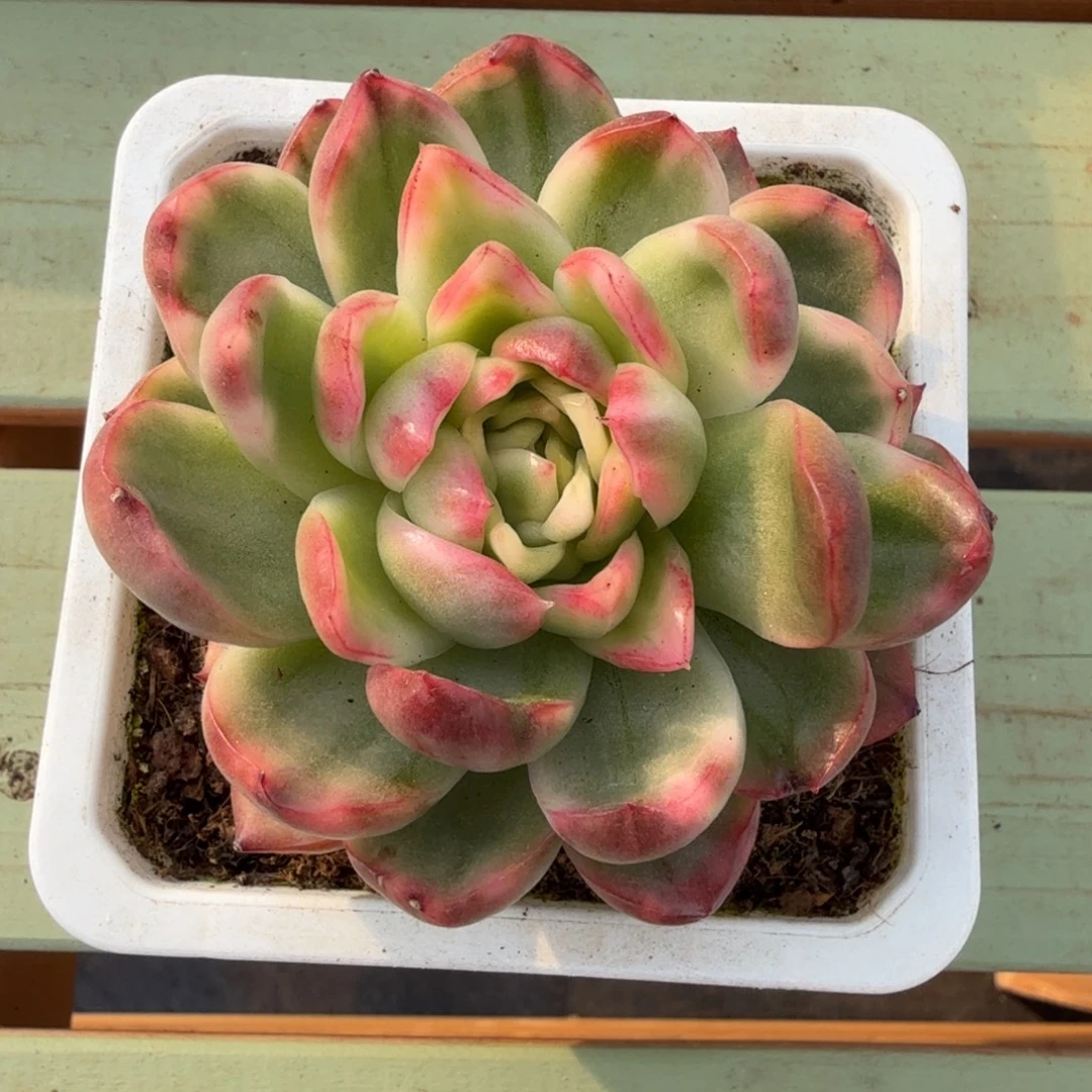 水晶玫瑰锦锦上园艺一物一拍