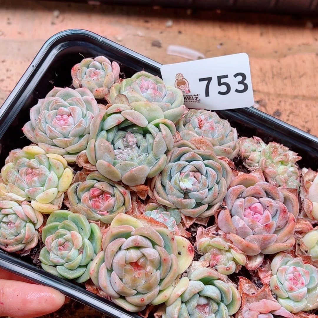 当前无花朵，栽培后可花朵