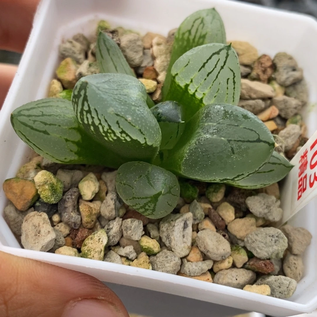 103号虞美人多肉植物