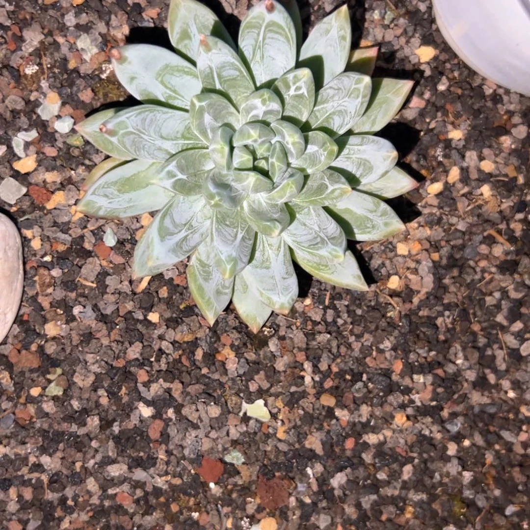 鱼*挂号费虎踞关好好吃