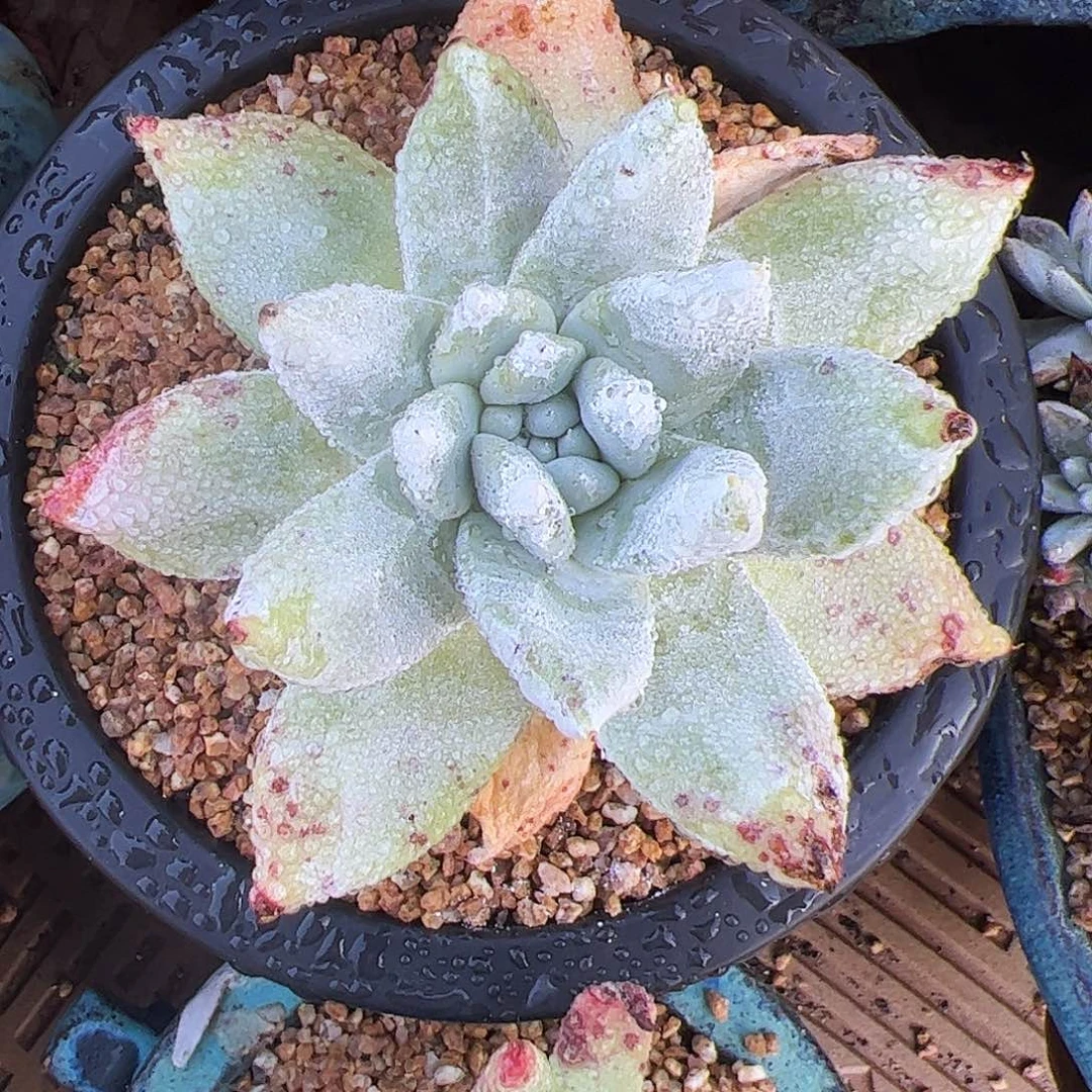 4939牡丹苹果叶仙女